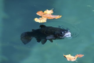 La sénatrice neuchâteloise Céline Vara a alerté sur la baisse du nombre de poissons en Suisse. KEYSTONE/ANTHONY ANEX